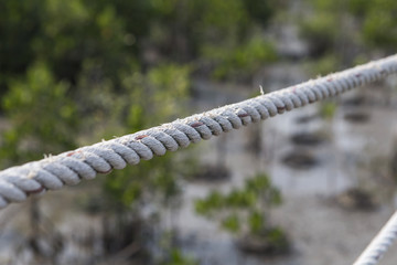 White ropes with mangrove forest background