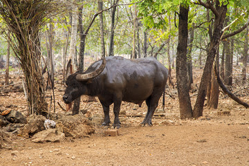 Fototapeta premium Water buffalo