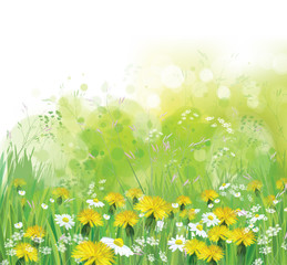 Naklejka premium Vector spring, nature background with chamomiles and dandelions.