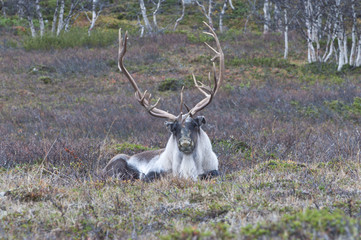 Scandinavian Reindeer / The Finnish forest reindeer is found in the wild in only two areas of the Scandinavian peninsula of Northern Europe. © vkhom68