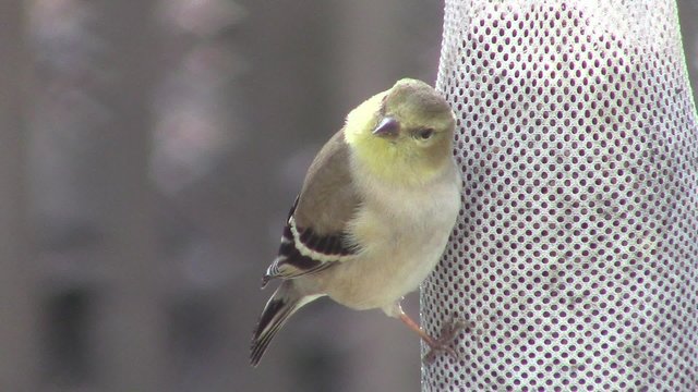 close-up of sunlit American goldfinch (Spinus tristis) perched on nyjer seed sock