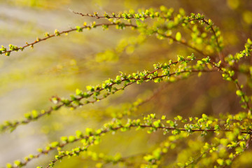 spring texture of tree branches with first new leaves