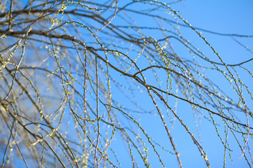 texture of tree branches with first new leaves
