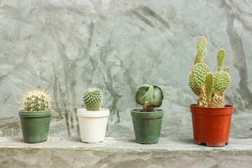 Cactus in pots on grey concrete wall