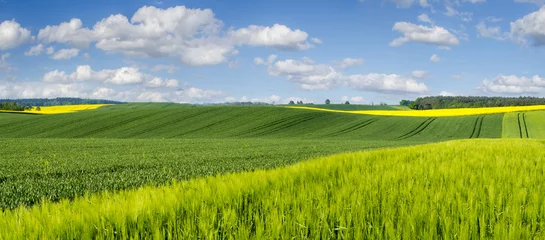 Foto auf Leinwand Grüne Felder mit jungem Getreide auf einem Feld in Deutschland © Mike Mareen