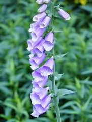 Flower of the poisonous plant foxglove
