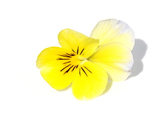 Obraz na płótnie Canvas Yellow pansy flower on white background