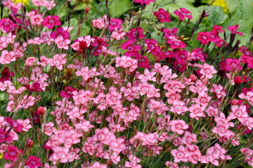 Flowering Maiden pink plant Dianthus deltoides