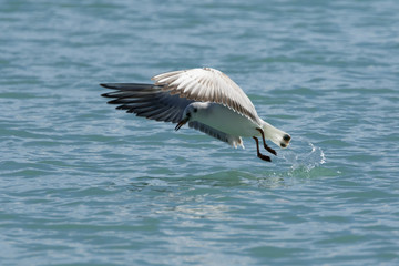 Seagull flying over the sea