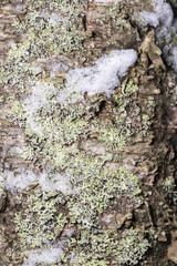 Birch Tree Stem with Snow