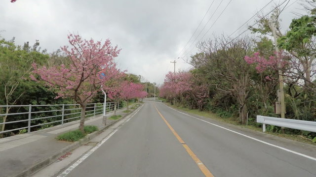 Uphill drive through the alley of cherry blossoms to Nakinjo Castle.