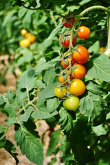 Bright red cherry tomatoes growing on a green vine