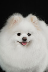 Fototapeta premium White pomeranian dog