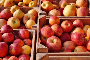 Fresh apples in crates