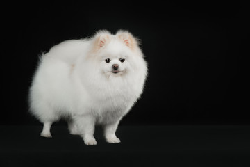White pomeranian dog