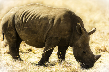 Baby Rhino