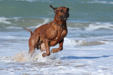 Australian Ridgeback im Galopp im Meer