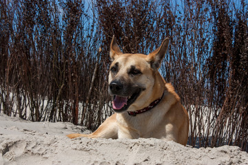 Der belgische Schäferhund Winni liegt am Meer im Sand und ruht sich aus. 