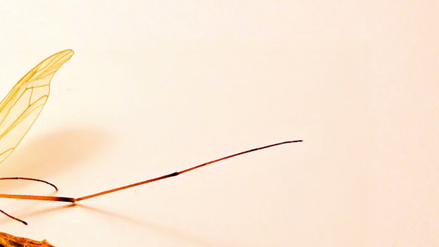 Crane fly close up on a white background with long legs and translucent wings