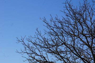 Branches d'arbre dans le ciel 