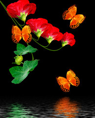 mallow flowers isolated on black  background