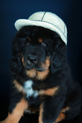 Tibetan mastiff dog