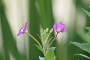 Pink wild flowers