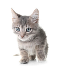 Fototapeta na wymiar Cute little grey kitten, isolated on white