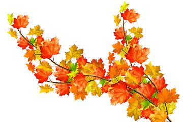 autumn leaves isolated on white background.