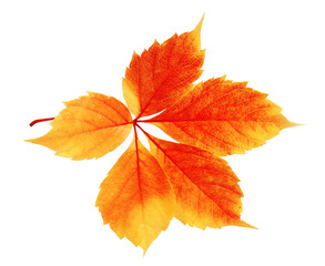 Beautiful autumn leaf, isolated on white