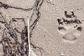 dog paw prints at the beach and old feather