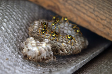 Wasp nest with wasps sitting on it.