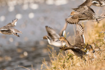 飛び立つオナガガモ