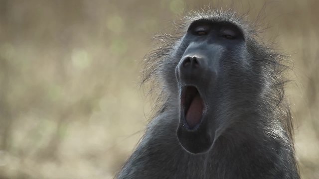 Closeup of a baboon yawning in South African bush
