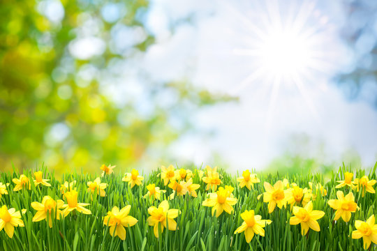Osterglocken, Blumenwiese, Ostern, Frühling, Frühlingshintergrund, Garten