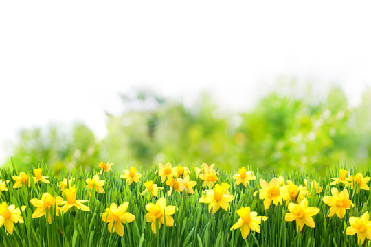 Osterglocken, Blumenwiese, Ostern, Frühling, Frühlingshintergrund, Garten