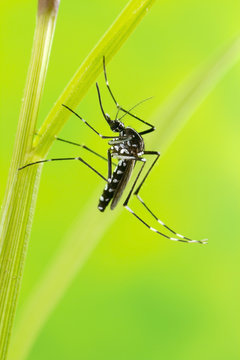 Asian Tiger Mosquito (Aedes albopictus)