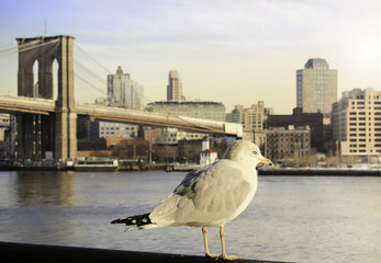 Naklejka premium Brooklyn bridge at New York City view with sea gull Bird.