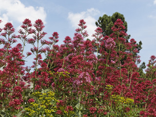 Centranthus ruber, Rote Spornblume - Valerian, Red Valerian, Jupiter's Beard, Spur Valerian