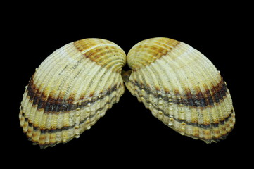 Seashell on the black background, isolated.