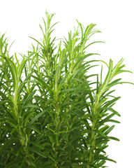 Branches of rosemary isolated on a white background