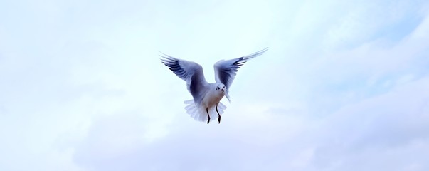 Gulls in the sky