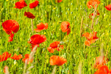 Red poppies in a summer meadow on sunny day