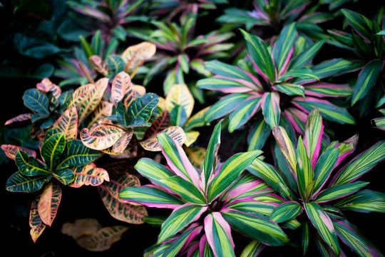 Bright Green Shrubbery