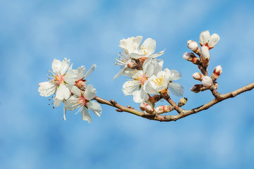 Spring Flowers over the Blue Background