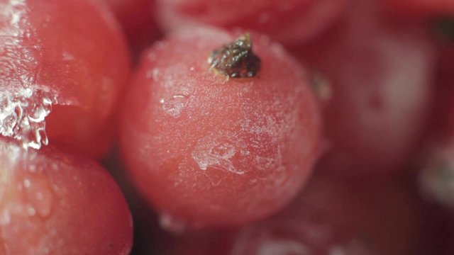 Close up of frozen redcurrant
