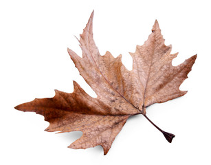 Golden autumn leaf isolated on white background