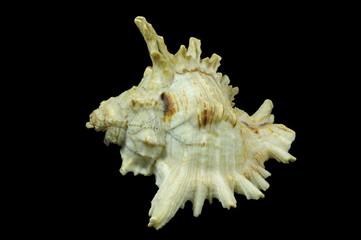 Seashell on the black background, isolated.