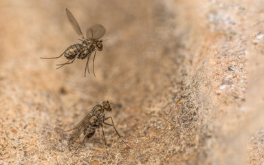 Macro photo of a colourful Dolichopodidae fly, insect, close up