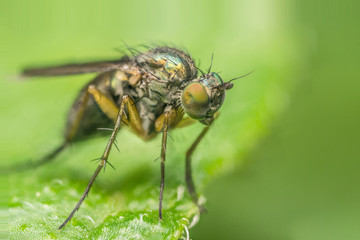 Naklejka premium Macro photo of a colourful Dolichopodidae fly, insect, close up